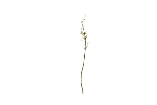 [122662] Rama Flor - Tallos Cortos